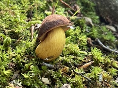 Aureoboletus roxanae