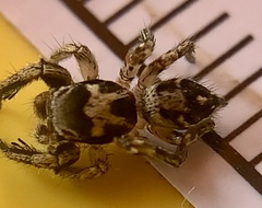Habronattus coecatus