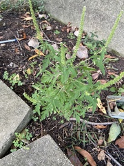 Ambrosia artemisiifolia