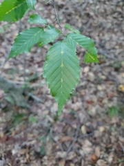 Fagus grandifolia