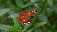 Anartia amathea