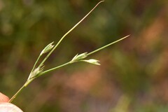 Juncus tenuis