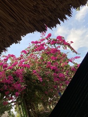 Bougainvillea