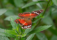 Anartia amathea