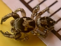 Habronattus coecatus