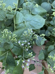 Ageratina altissima