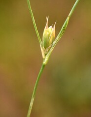 Juncus tenuis