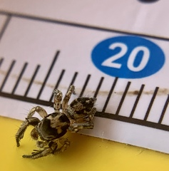 Habronattus coecatus