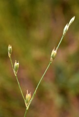 Juncus tenuis