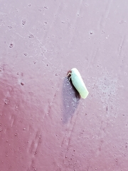 Flatormenis proxima