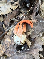 Pseudocolus fusiformis