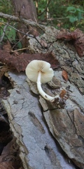 Leucoagaricus rubrotinctus