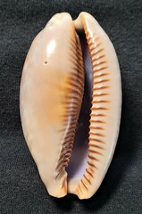 Macrocypraea cervinetta