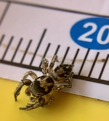 Habronattus coecatus