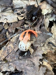 Pseudocolus fusiformis
