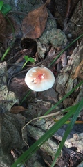 Leucoagaricus rubrotinctus