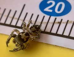 Habronattus coecatus