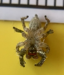 Habronattus coecatus