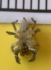 Habronattus coecatus