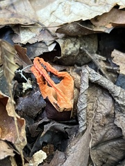 Pseudocolus fusiformis