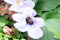 Neoxylocopa