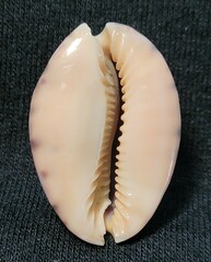 Pseudozonaria arabicula