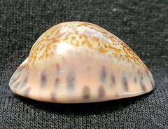 Pseudozonaria arabicula
