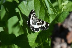 Rheumaptera hastata