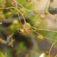 Drosera planchonii