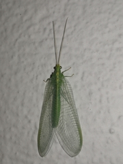 Nineta flava