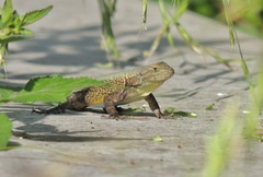 Sceloporus palaciosi