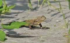 Sceloporus palaciosi