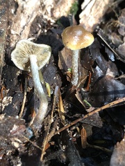 Psilocybe caerulipes