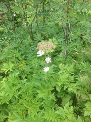 Ligusticum canbyi