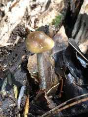 Psilocybe caerulipes
