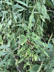 Ambrosia artemisiifolia