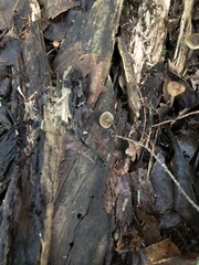 Psilocybe caerulipes