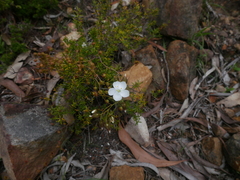 Drosera planchonii