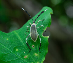 Holhymenia histrio