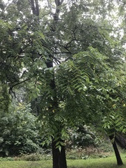 Juglans nigra