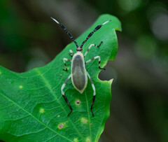 Holhymenia histrio