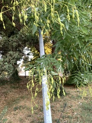 Styphnolobium japonicum