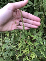 Ambrosia artemisiifolia