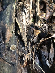 Psilocybe caerulipes