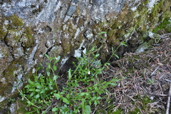 Epilobium anagallidifolium