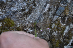 Epilobium anagallidifolium