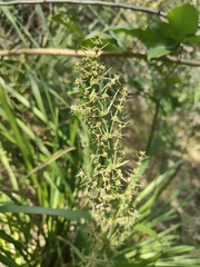 Lomandra hystrix