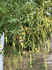 Styphnolobium japonicum