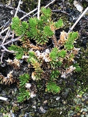 Selaginella eremophila
