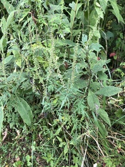 Ambrosia artemisiifolia